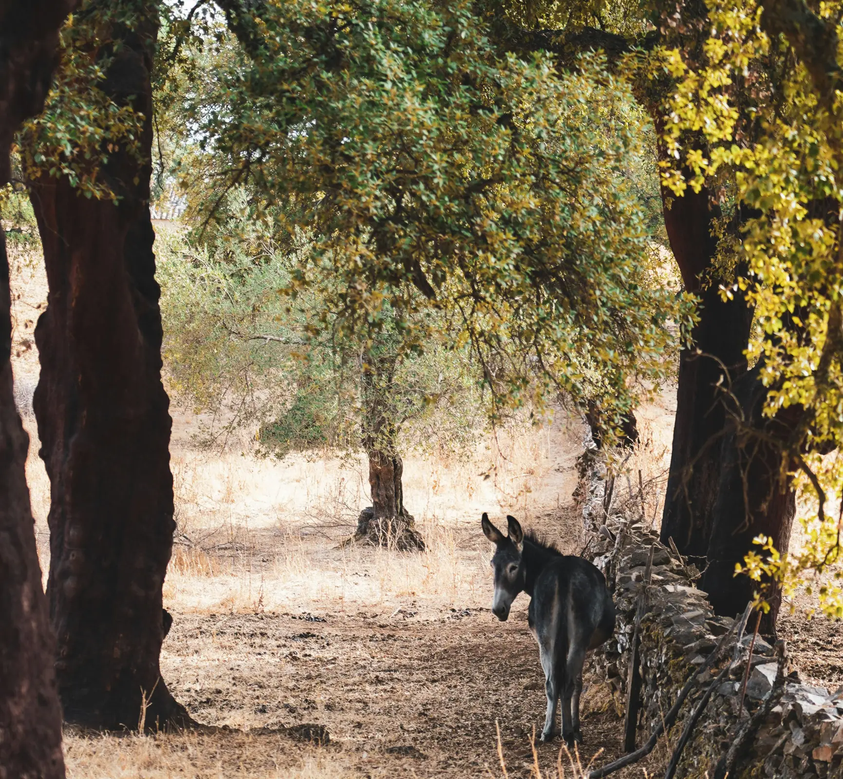 turismo rural Sevilla